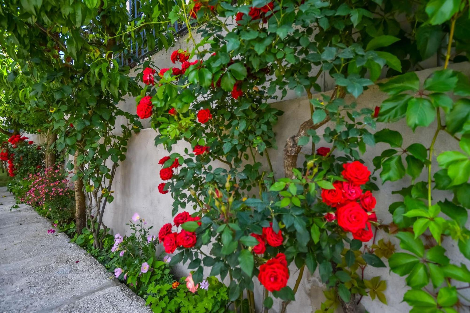 Apartments Tonka Donji Okrug  エクステリア 写真